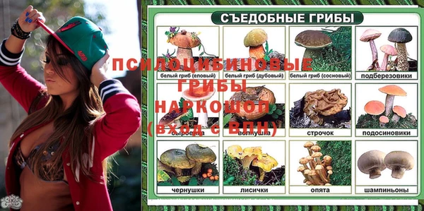 прущие грибы Абинск